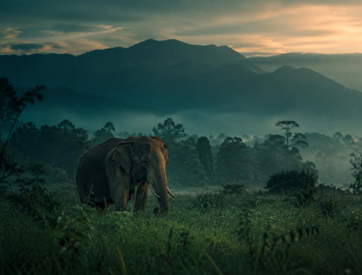 Illustrative image of an Asian elephant at a misty forest edge