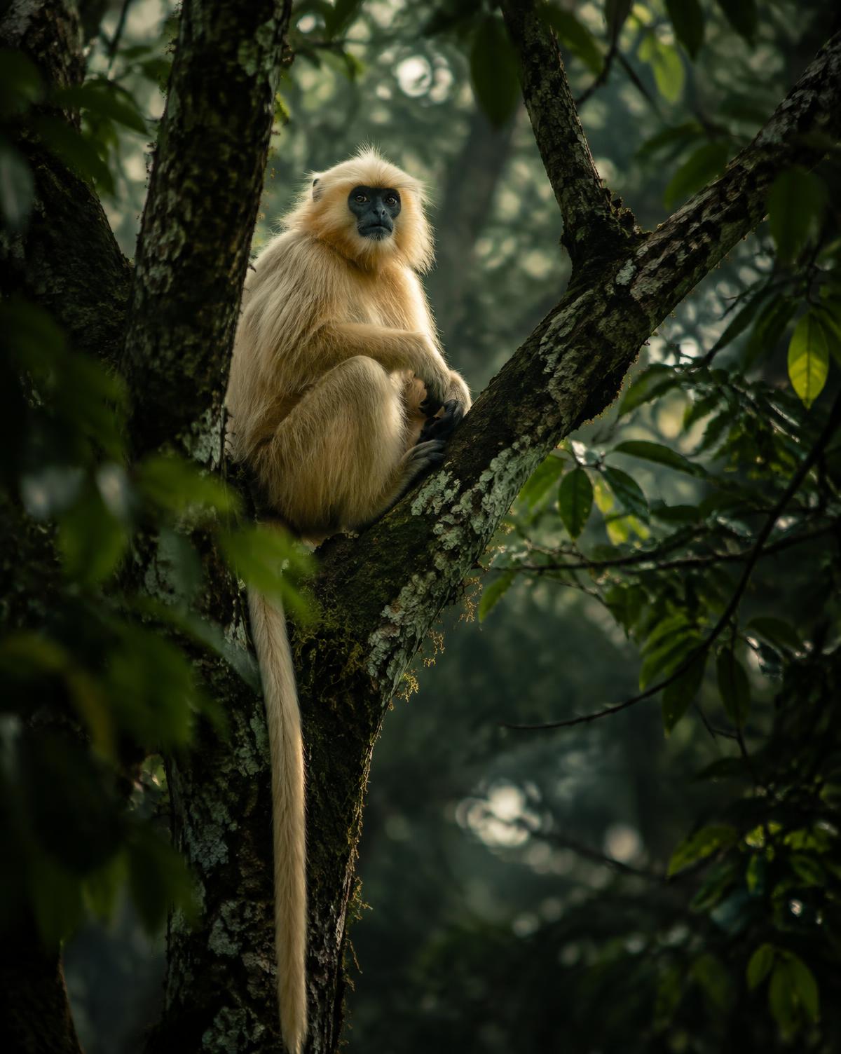 Golden langur in its habitat